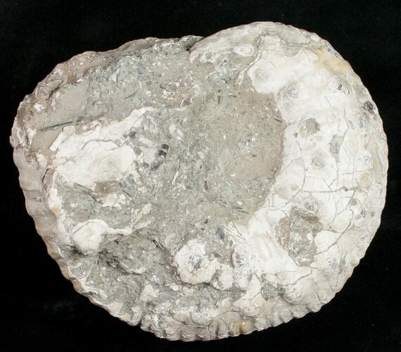 Liparoceras Ammonite - Very D #10706